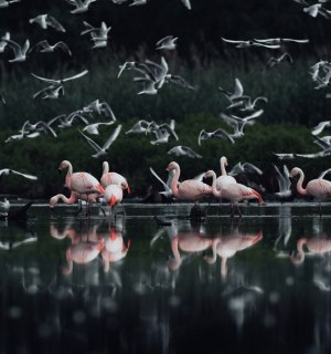 Flamingos Münsterland, © @iamarux