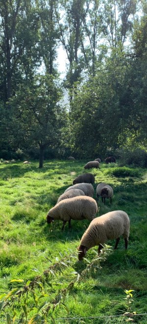 Schafe auf den Grünflächen der Parkanlage des Museum Kurshaus Kleve, © Ilona Marx