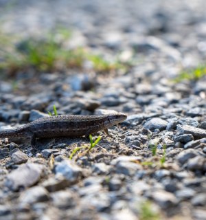 A lizard on a stony surface, © Jule Wagner
