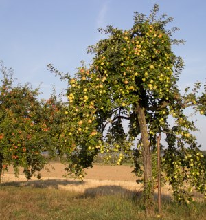 Apfelbaum im Spätsommer, © Rhein-Voreifel-Touristik e.V. 