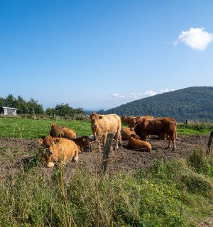 Cows on the meadow in the Sauerland, © Jule Wagner