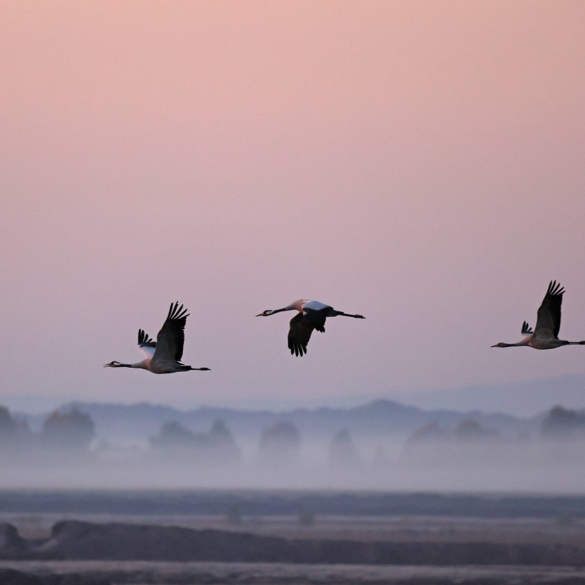 Cranes at dawn in the Dümmer Nature Park, © Nicole Holtmann