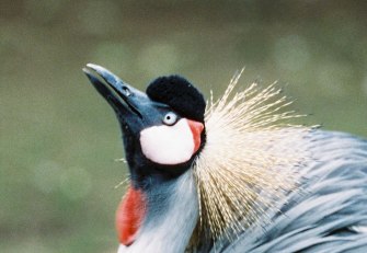 Crowned crane in the Fauna zoo, © Johannes Höhn