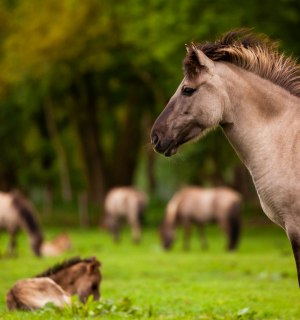 Dülmen wild horses, © Tourismus NRW e.V. 