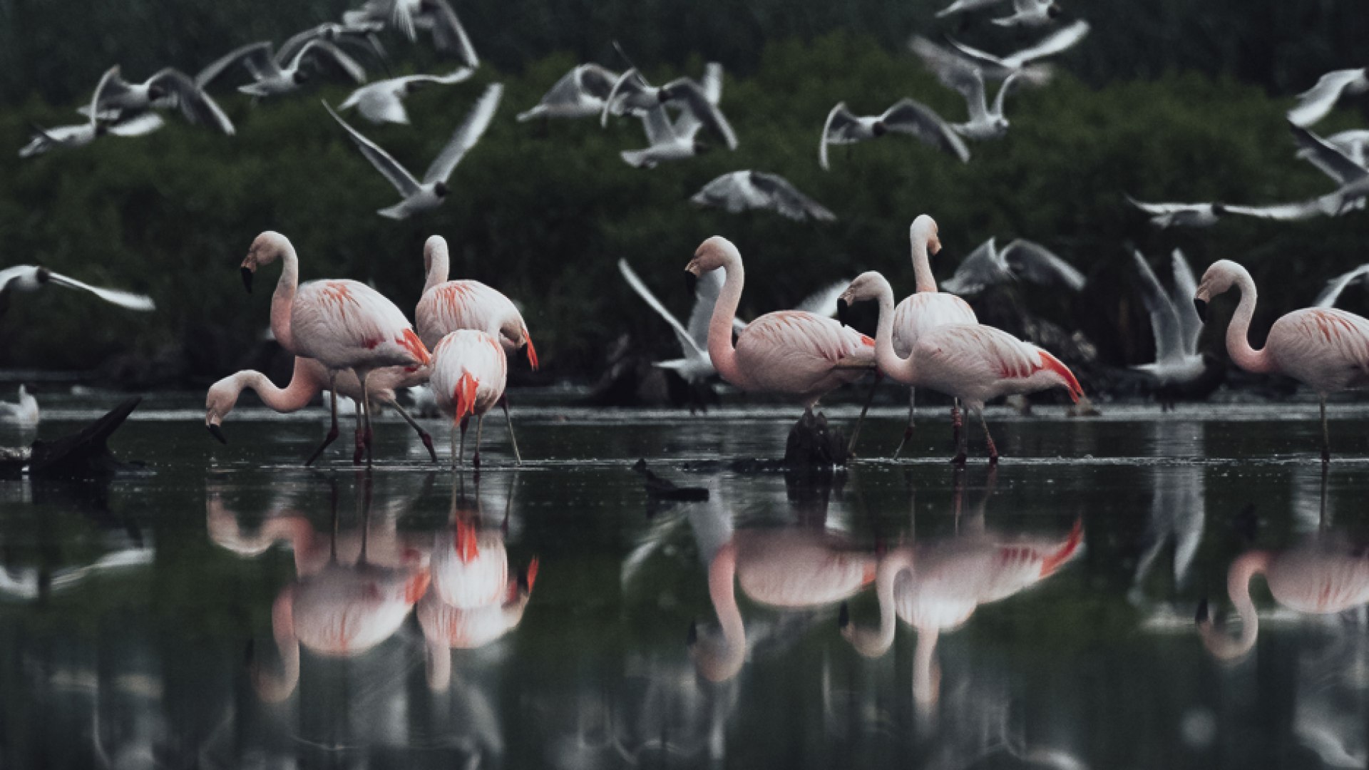 Flamingos im Wasser , © @iamarux