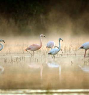 Flamingos im Zwillbrocker Venn, © Biologische Station Zwillbrocker Venn