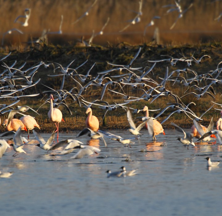 Die Flamingos am Zwillbrocker Venn teilen sich ihren Lebensraum mit Kolonien von Lachmöwen, © Biologische Station Zwillbrock e. V.