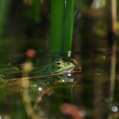Frog in the Birgel Forest, © Naturpark Schwalm-Nette