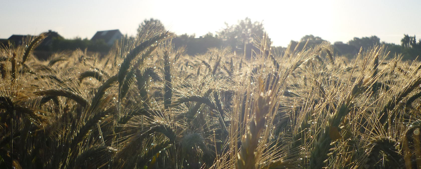 Getreidefeld auf der Genussroute, © Münsterland e.V.