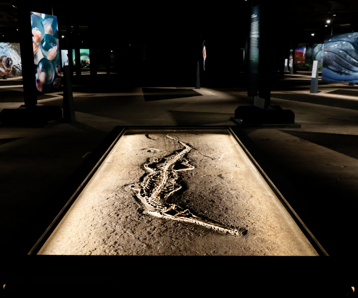 Het skelet van een krokodil van ongeveer 180 miljoen jaar oud is het middelpunt van de tentoonstelling, © Gasometer Oberhausen, Dirk Böttger