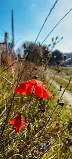 Poppies by the wayside , © Jule Wagner