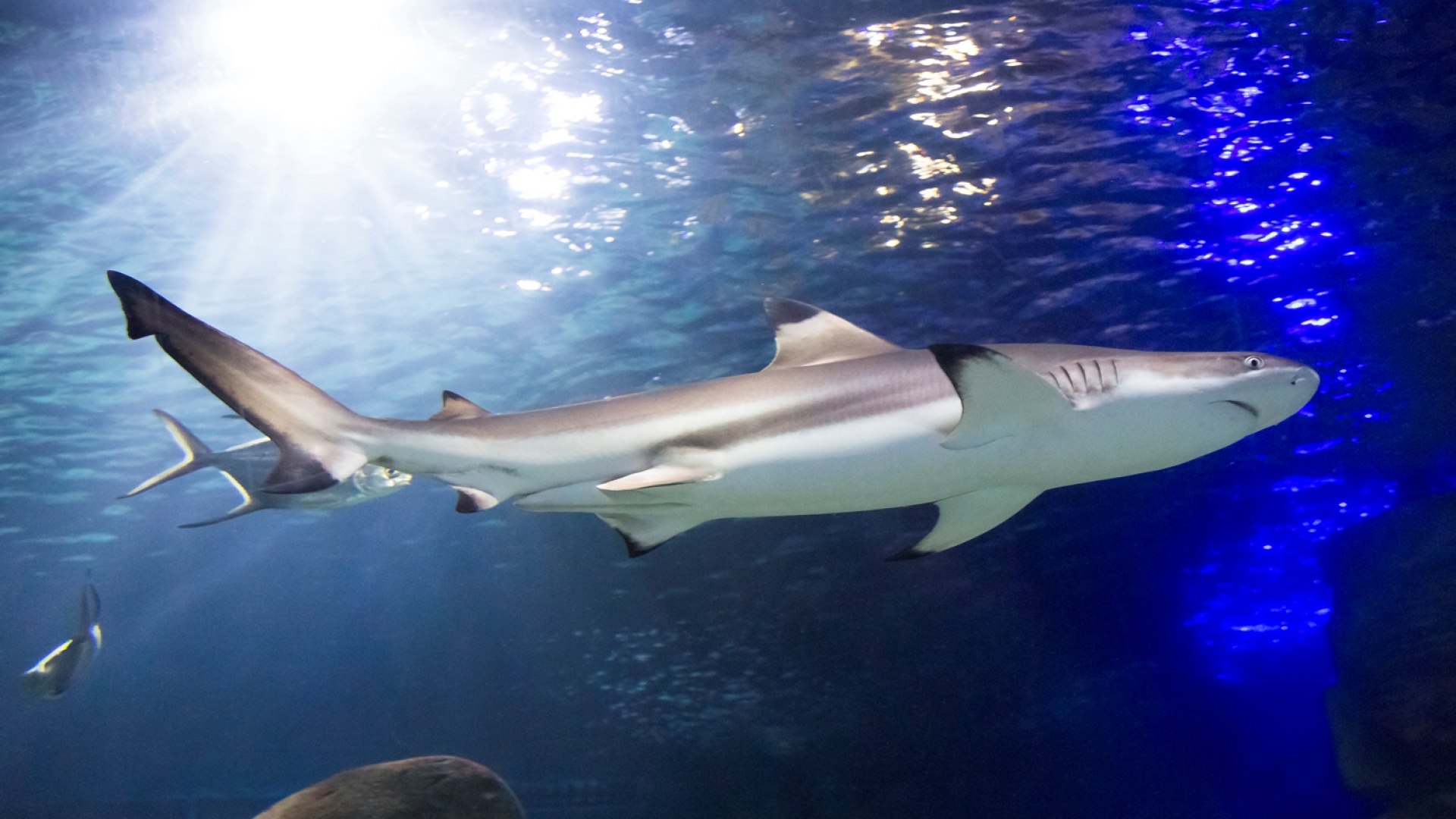 Sealife Shark, © Sealife