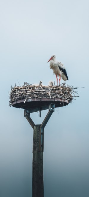 Stork in Munsterland, © Leo Thomas
