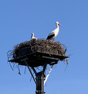 Stork nests on the Lower Rhine, © Ilona Marx