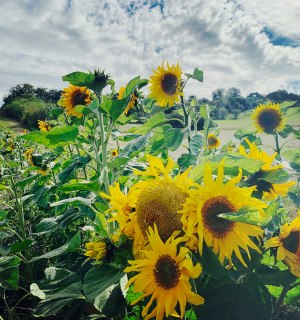 Sunflower field, © Ilona Marx