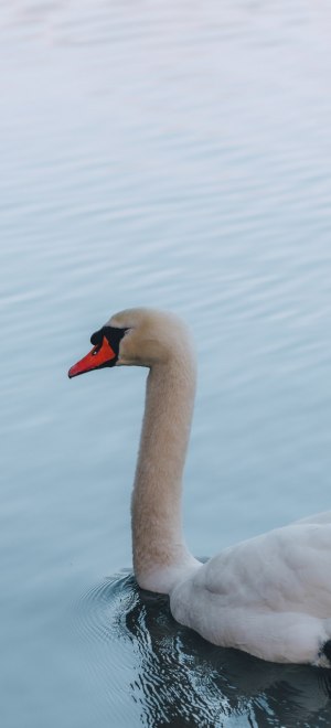 Swan on the water in Kleve, © Johannes Höhn