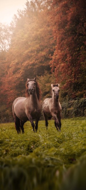 Wild horses, neanderland, © Tourismus NRW e.V.