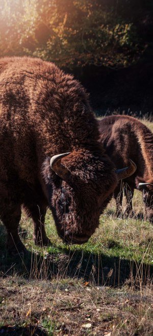A bison in the bison wilderness in Siegen-Wittgenstein from close up, © Tourismus NRW e.V.