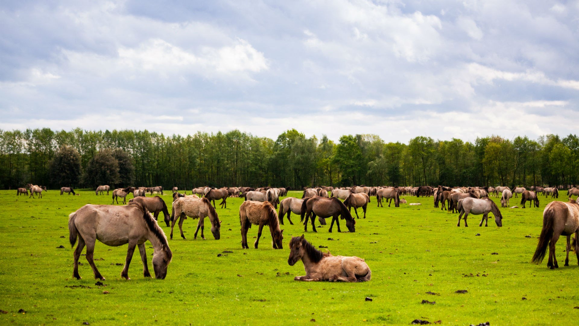 Dülmen wild horses herd, © Tourismus NRW e.V. 