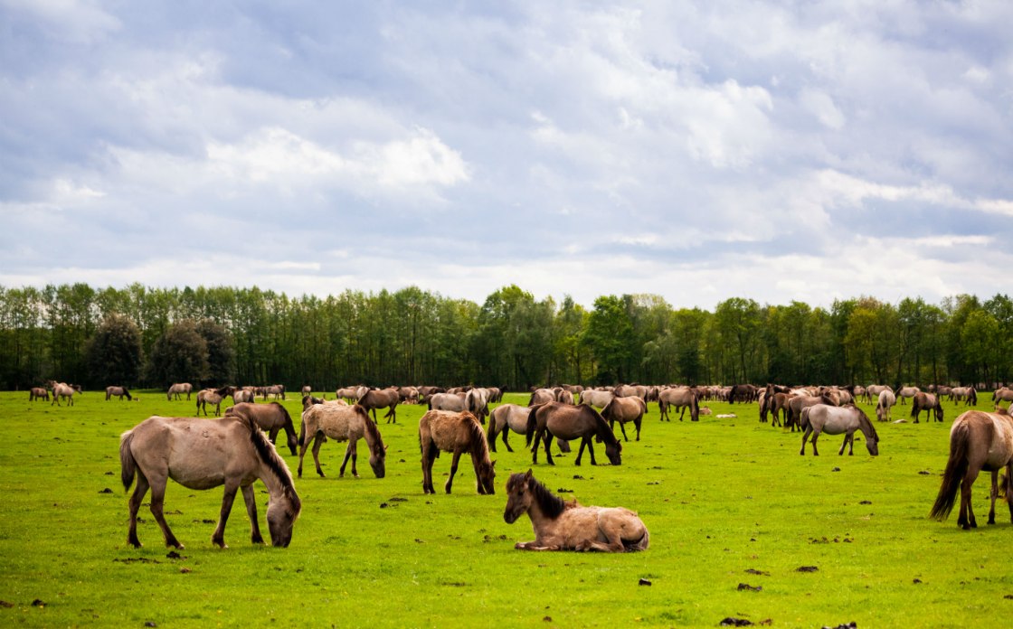 Dülmen wild horses herd, © Tourismus NRW e.V. 