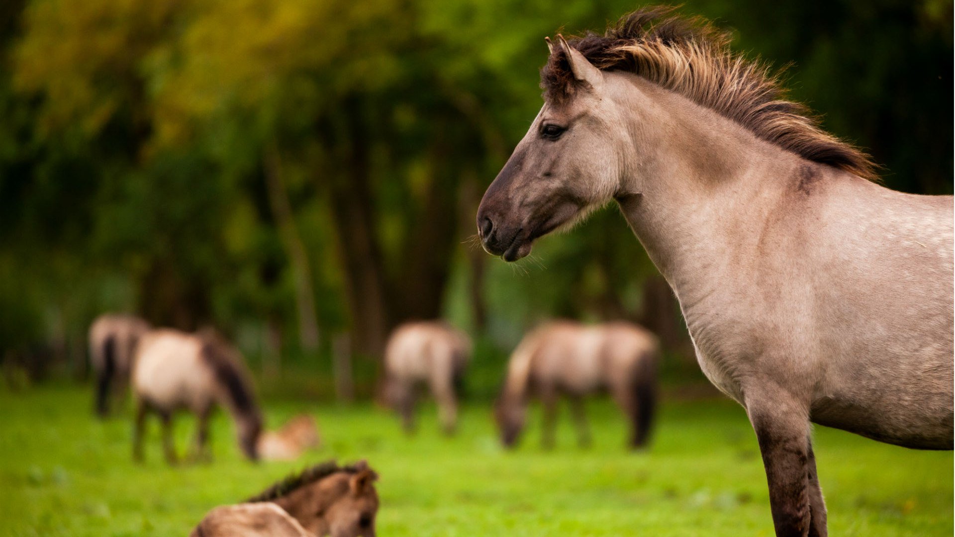 Dülmen wild horses, © Tourismus NRW e.V.