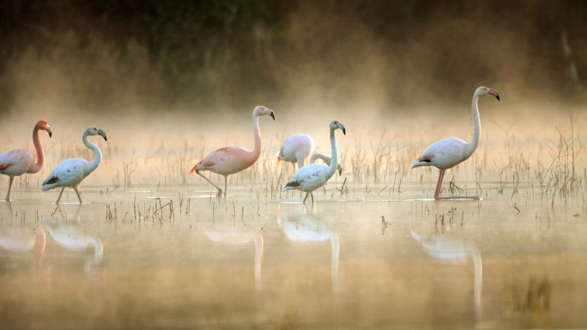 Flamingos im Zwillbrocker Venn, © Biologische Station Zwillbrocker Venn