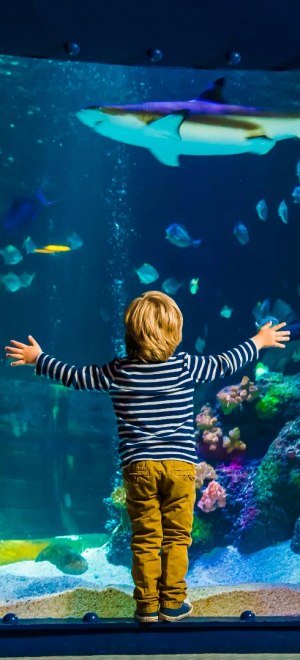 Sea life, boy in front of aquarium, © Sealife