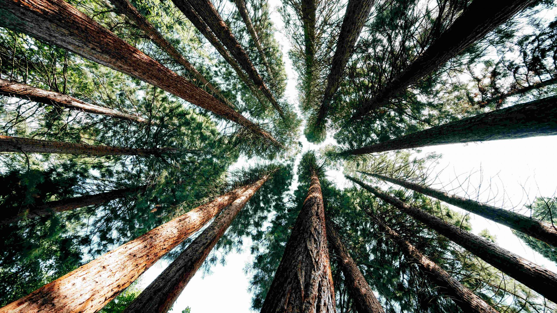 Sequoiafarm Niederrhein, © Johannes Höhn