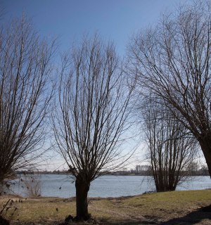 Typical pollarded willows on the Lower Rhine, © Ralph Sondermann, Tourismus NRW e.V.