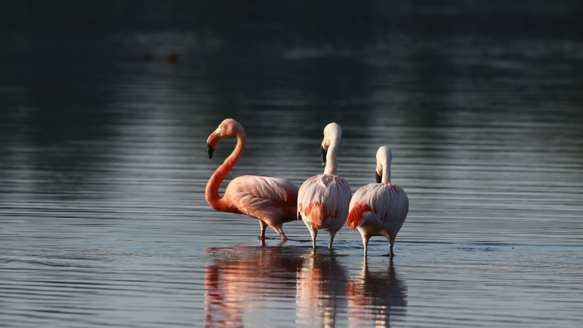 Zwillbrocker Venn Flamingos , © Biologische Station Zwillbrock