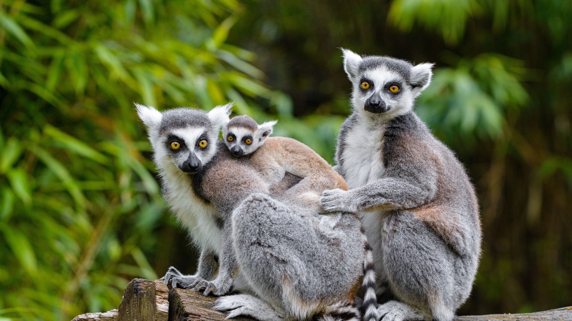 Zoo Duisburg ring-tailed lemur family, © Zoo Duisburg, M. Appel
