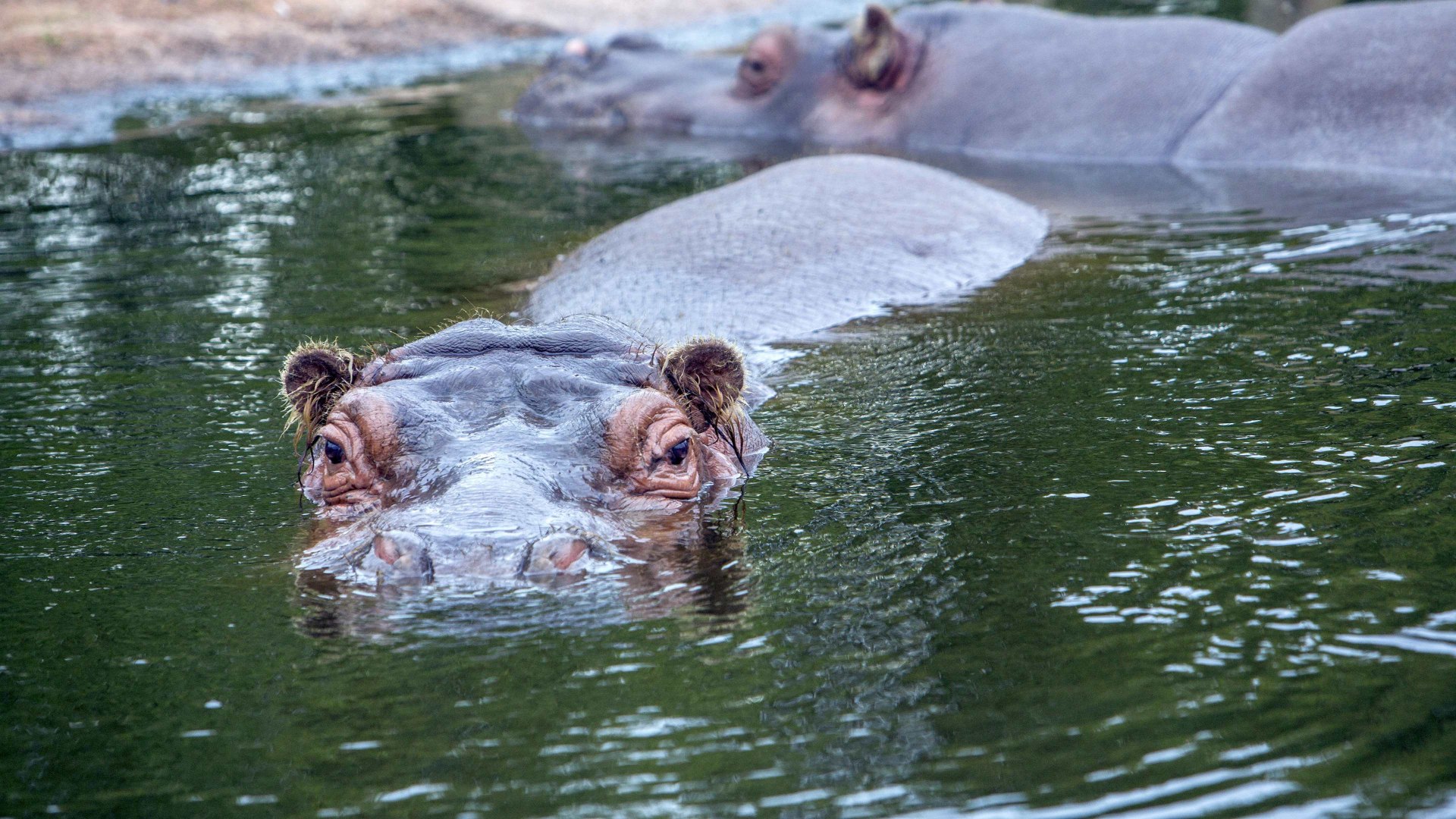 Zoom Erlebniswelt Hippo, © ZOOM Erlebniswelt