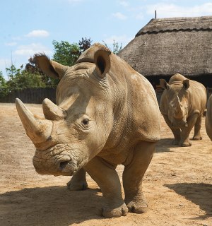 Zoom Erlebniswelt rhinos, © ZOOM Erlebniswelt